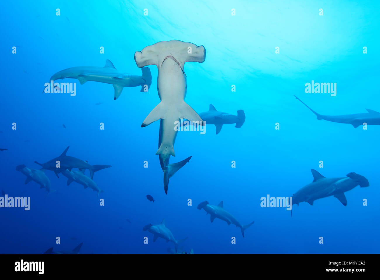 Bogenstirn Hammerhai, Sphyrna lewini, Schulbesuch Haie, Cocos Island, Costa Rica, Pazifik Stockfoto