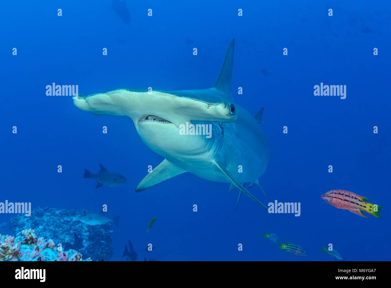 Scalloped hammerhead Shark mit jugendlicher Mexican Hogfish als Reiniger Fisch, Sphyrna lewini, Cocos Island, Costa Rica, Pazifik Stockfoto
