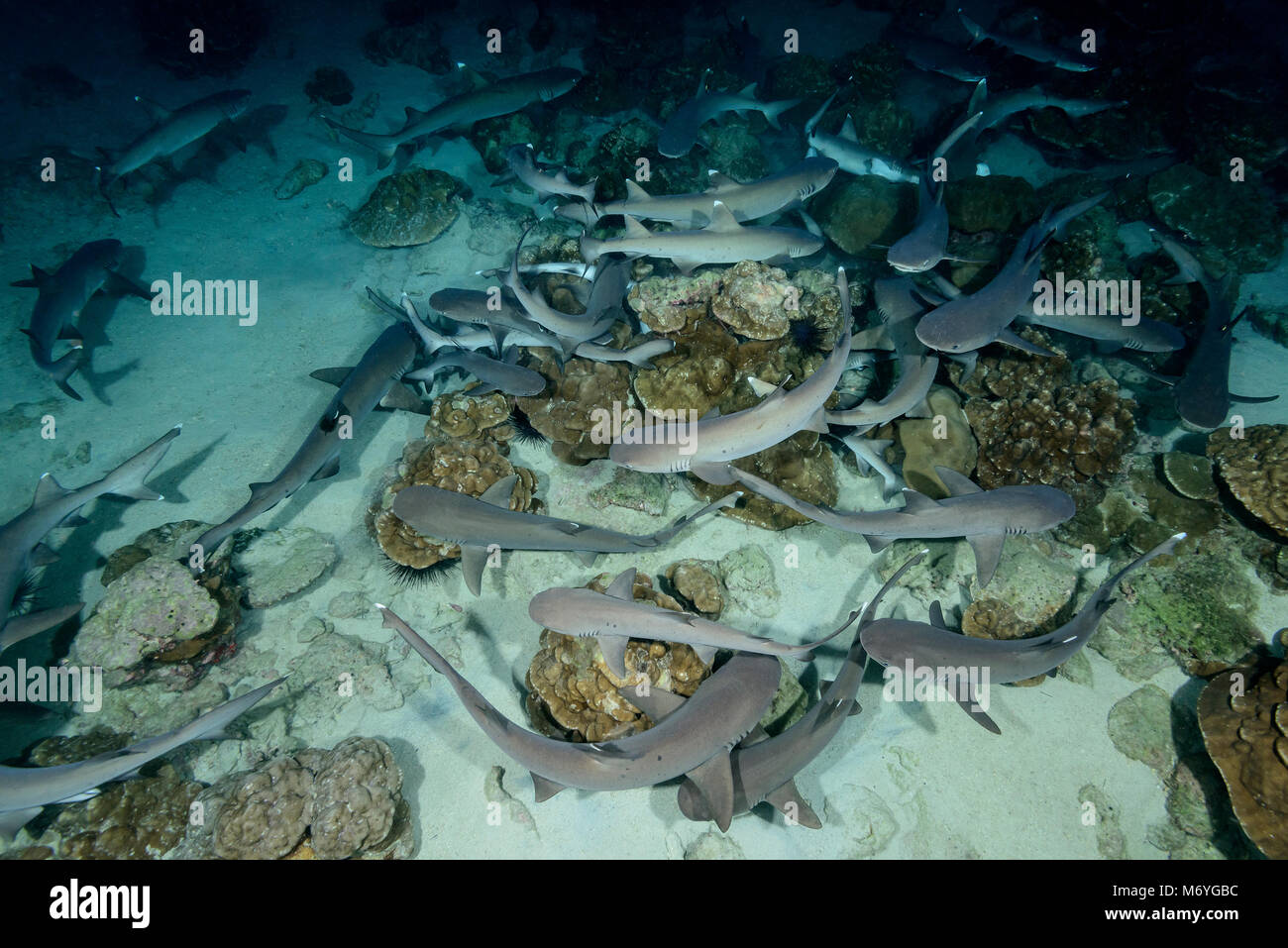 Weißspitzen-Riffhai, Triaenodon obesus, Reefsharks schlafen auf das Meer Mehl, Cocos Island, Costa Rica, Pazifik Stockfoto