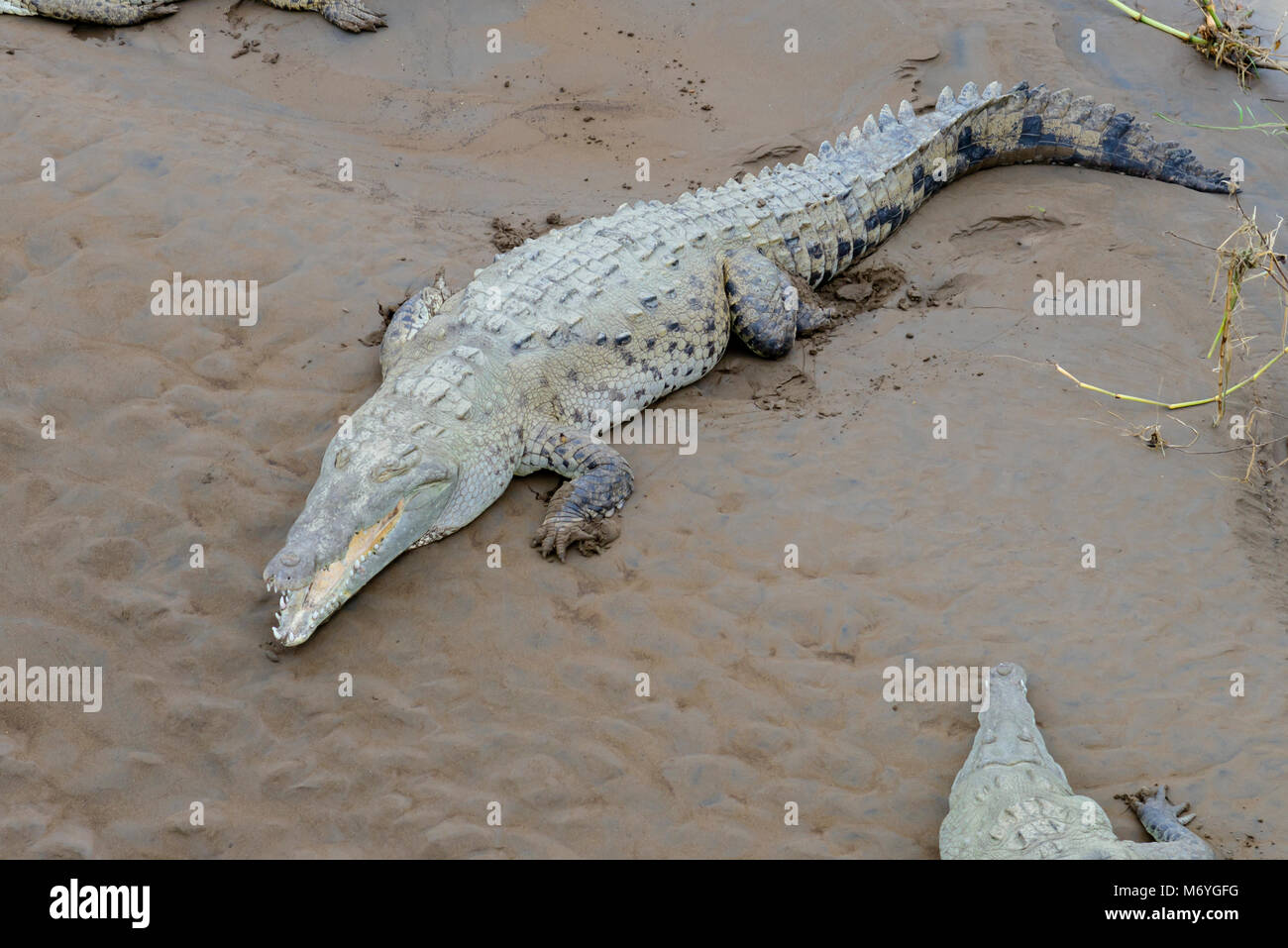 Amerikanisches Krokodil, Crocodylus acutus, Rio Tarcoles, Pazifikseite von Costa Rica Stockfoto