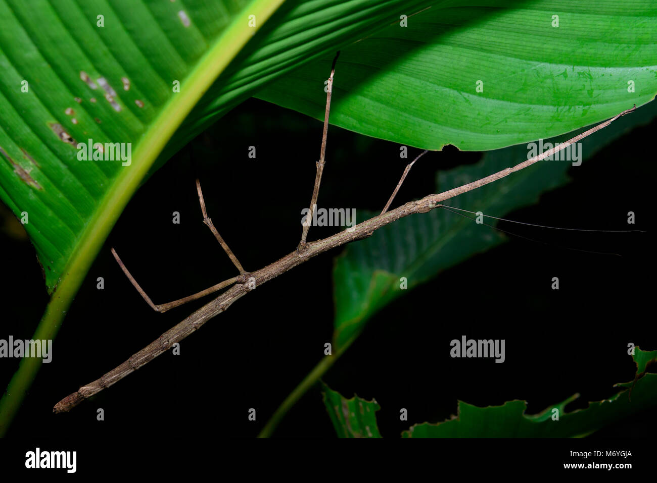 Walking Stick Insect, Phobaeticus Sp., Costa Rica, Carara National Park Stockfoto