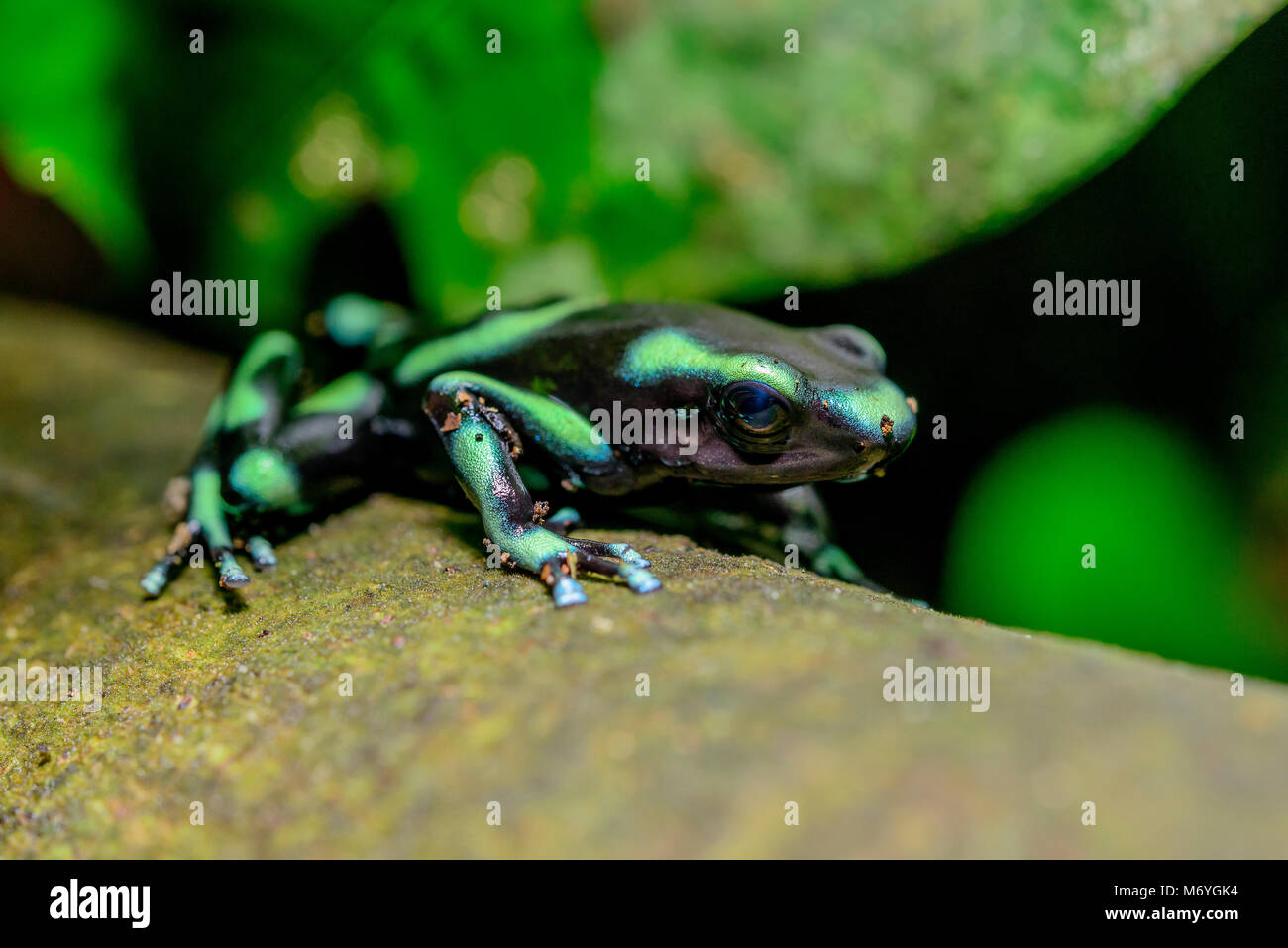 Grüner und schwarzer Giftfrosch, Dendrobates auratus, Costa Rica, Carara Nationalpark Stockfoto
