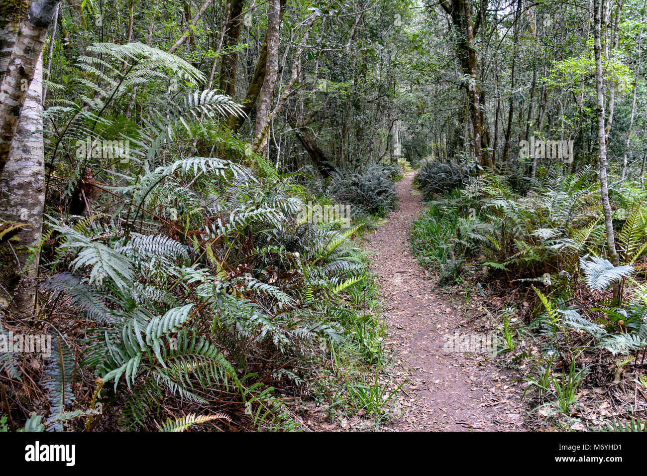 Der Wald auf der beliebten Jubiläum Creek Wanderweg in Knysna an der Garden Route in Südafrika mit seinen Flüssen und historische Abbaustätten Stockfoto