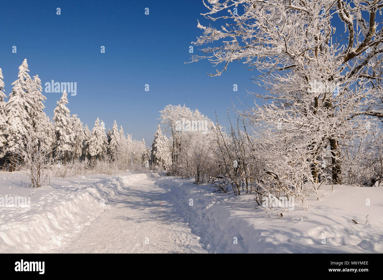 Hessische Rhön, verschneite Bäume, Hessen, Deutschland, Europa Stockfoto