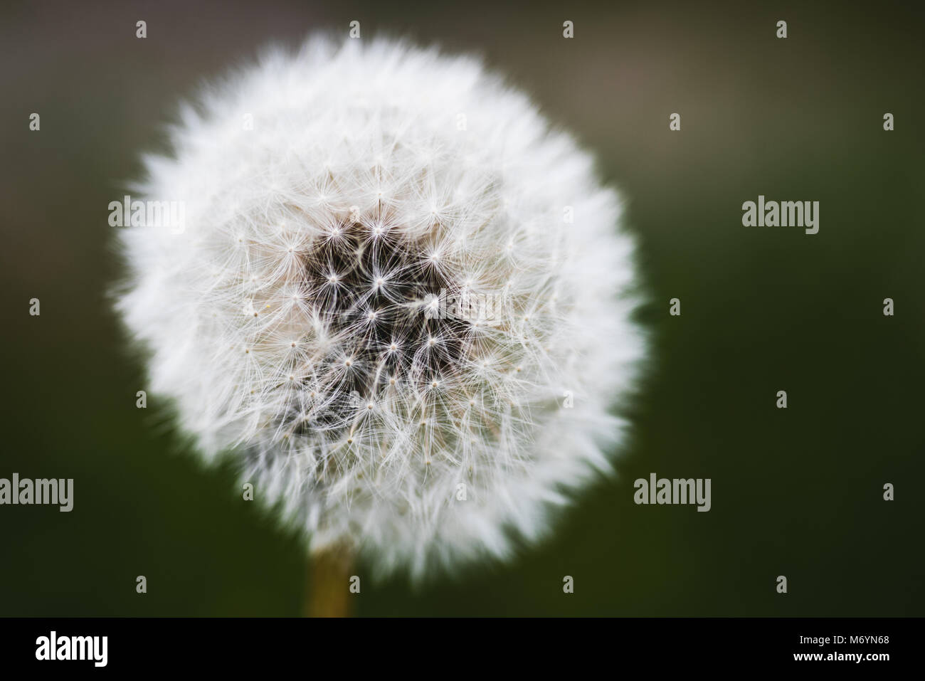 Nahaufnahme eines Dandelion Clock mit Unscharf gedämpften grün Hintergrund Stockfoto