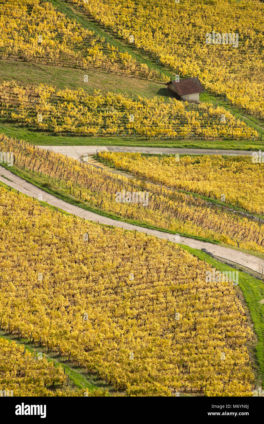 Die Weinberge rund um Château-Chalon, Jura, Franche-Comté, Frankreich Stockfoto