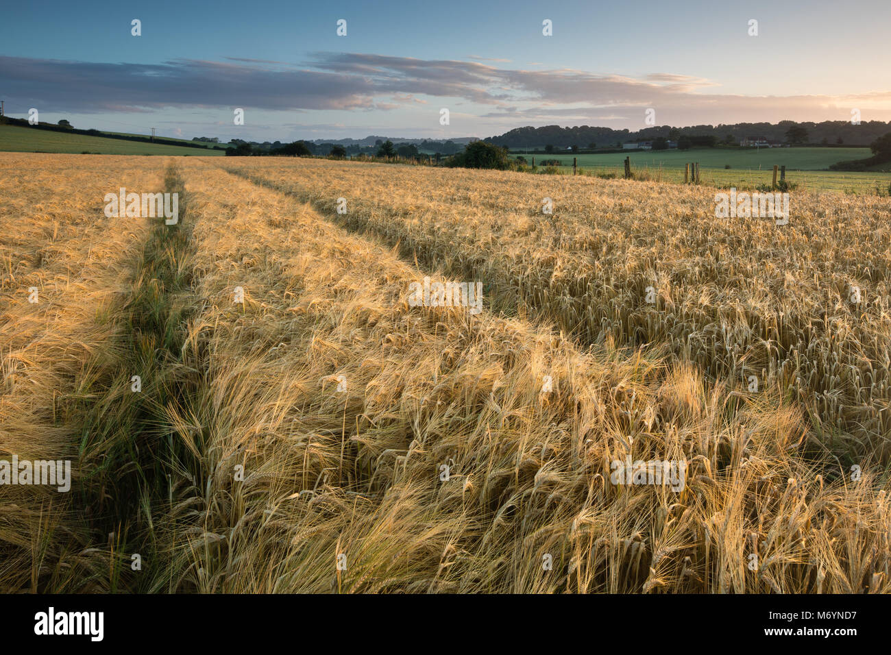 Dawn in einem Feld von reife Gerste in der Nähe von milborne Port, Somerset, England, Großbritannien Stockfoto
