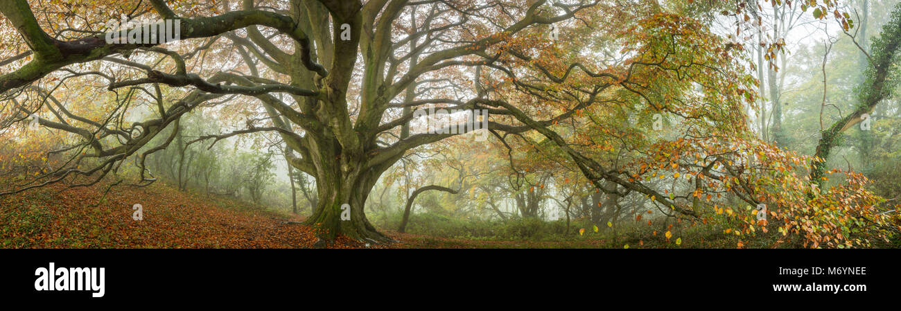Einer nebligen Herbstmorgen im Wald, in der Nähe von Everlanes Milborne Port, Somerset, England, Großbritannien Stockfoto