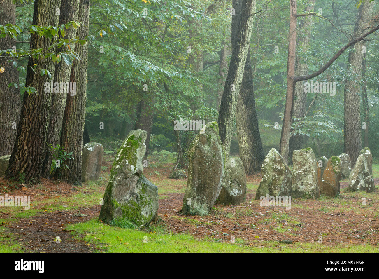 Die megalithischen Menhire der Alignements de Petit-Menec im nebligen Wald in der Dämmerung, Carnac, Morbihan, Bretagne, Frankreich Stockfoto