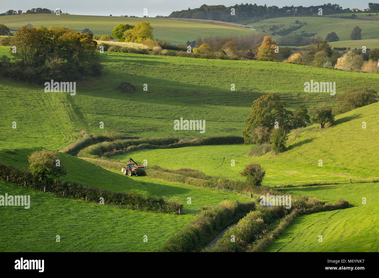 Heckenschnitt in der Nähe von Poyntington, Dorset, England, Großbritannien Stockfoto