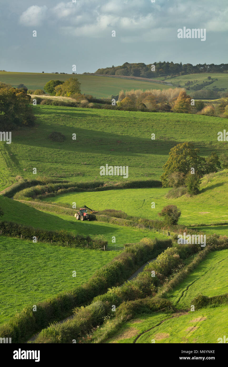 Heckenschnitt in der Nähe von Poyntington, Somerset, England, Großbritannien Stockfoto
