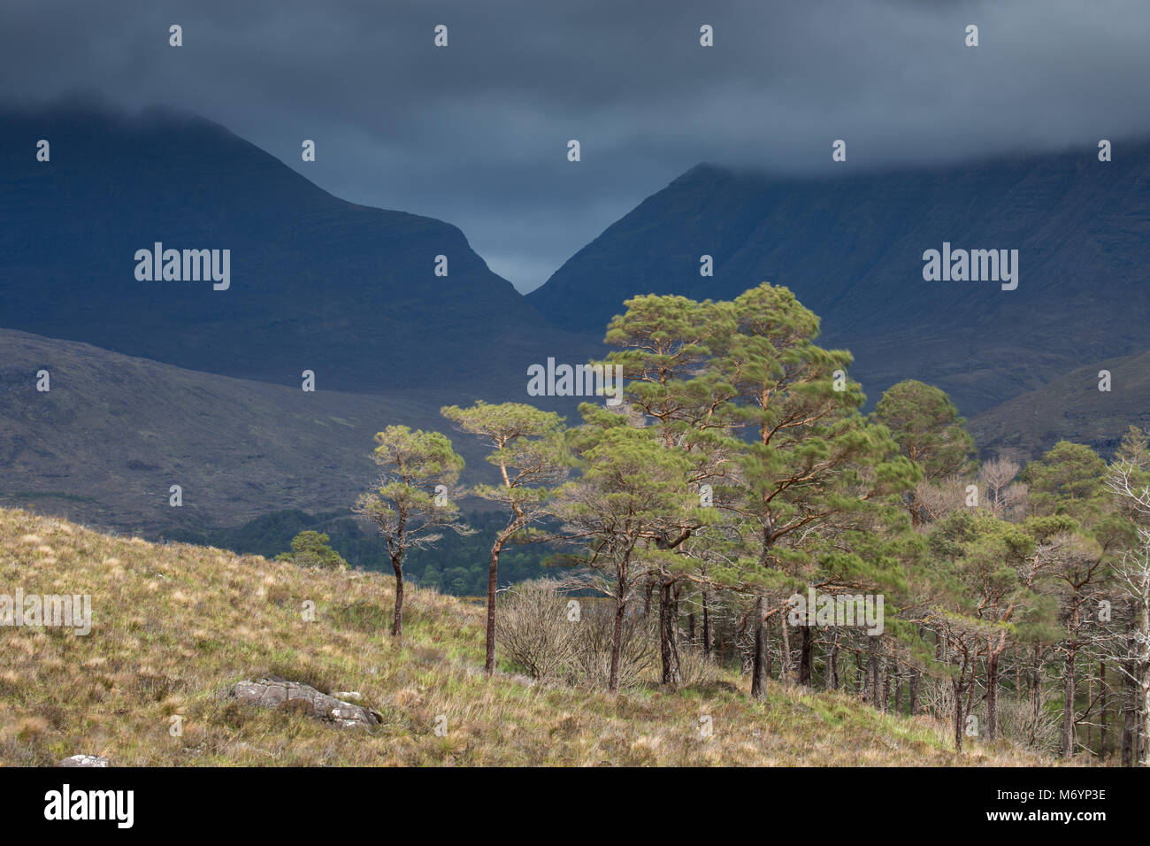 Caledonian Kiefern über Loch Torridon, Ben Damh Immobilien, Wester Ross, Schottland, Großbritannien Stockfoto