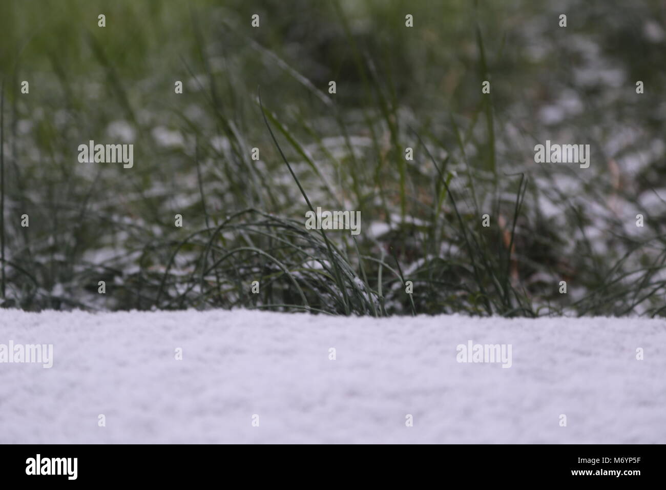 Schneesturm über Gras im Garten Stockfoto