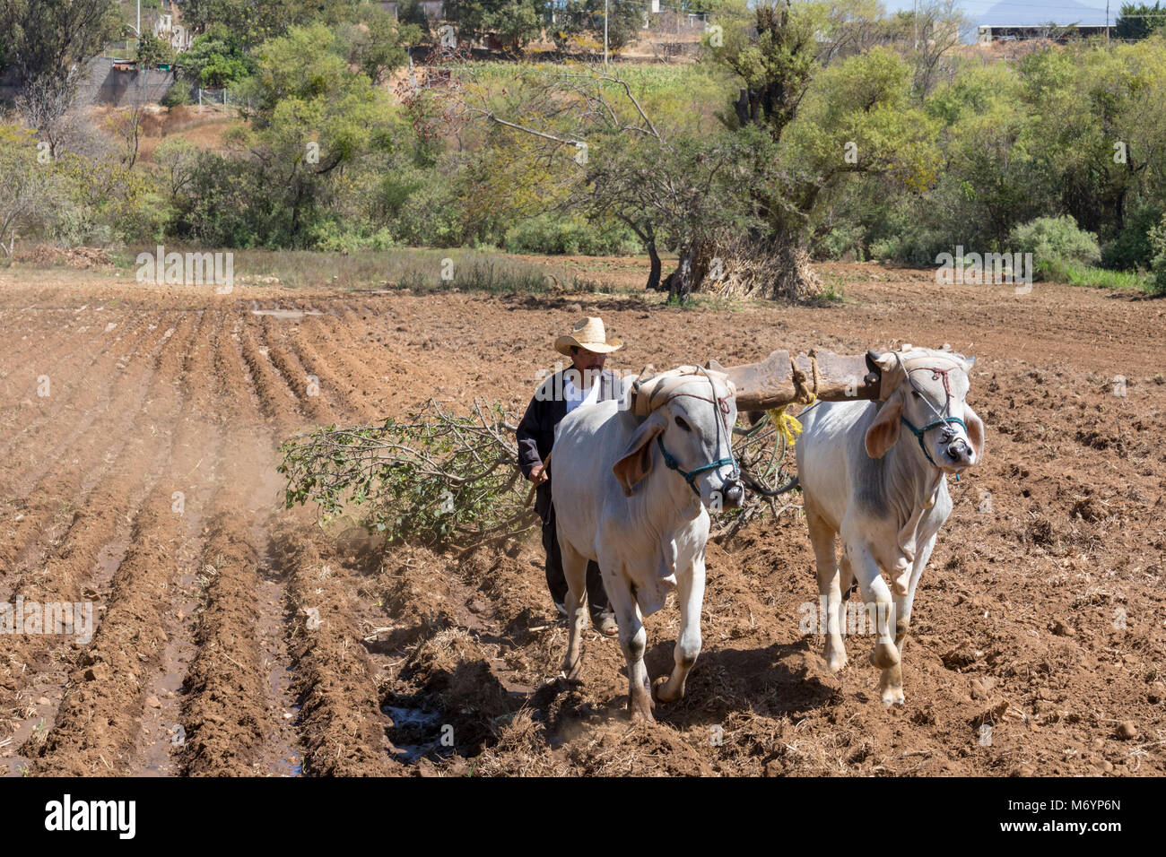 Carrizal, Oaxaca, Mexiko - ein Landwirt treibt Rinder ziehen einen großen Ast durch sein Gebiet im Westen Etla Tal der ländlichen Oaxaca. Stockfoto