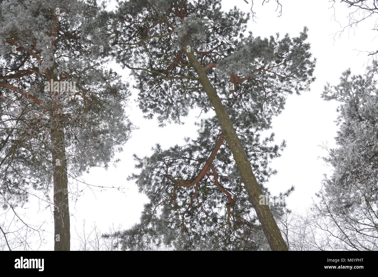 Winter in Litauen. Wald 2018. Stockfoto