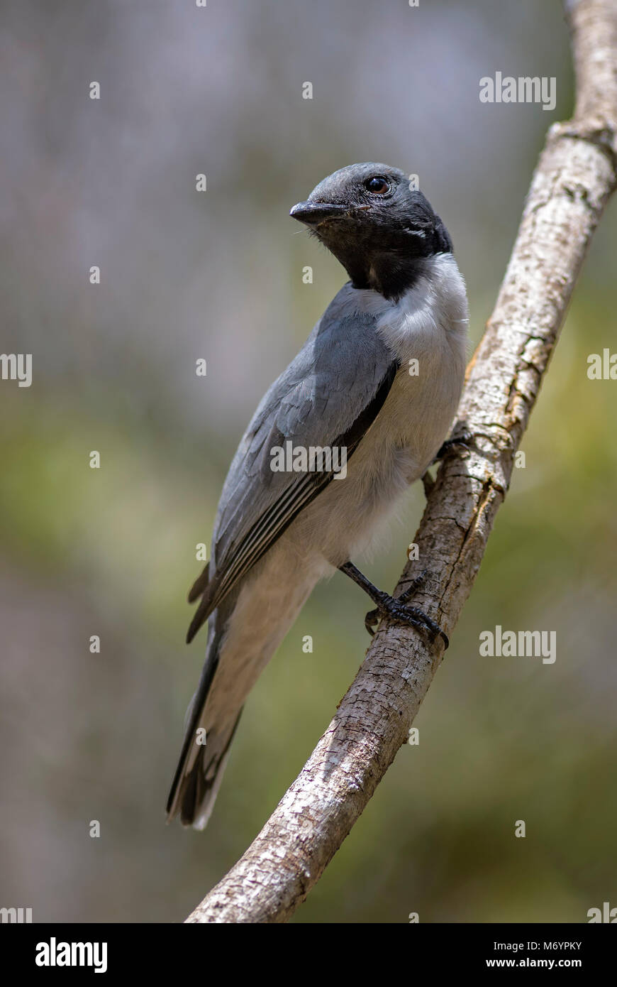 Ashy Cuckooshrike - Coracina cinerea, schöne schwarze Spitze Vogel endemisch auf Madagaskar trockenen Wäldern. Stockfoto