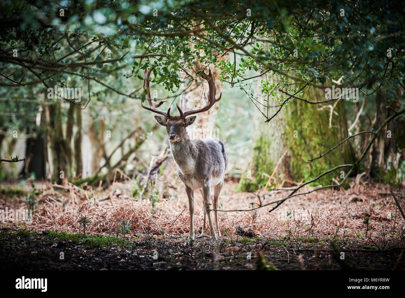 Ein wildes Brachland Buck schaut in Richtung der Kamera unter einer Holly Tree int er neuen Wald, umgeben von Wald. Stockfoto