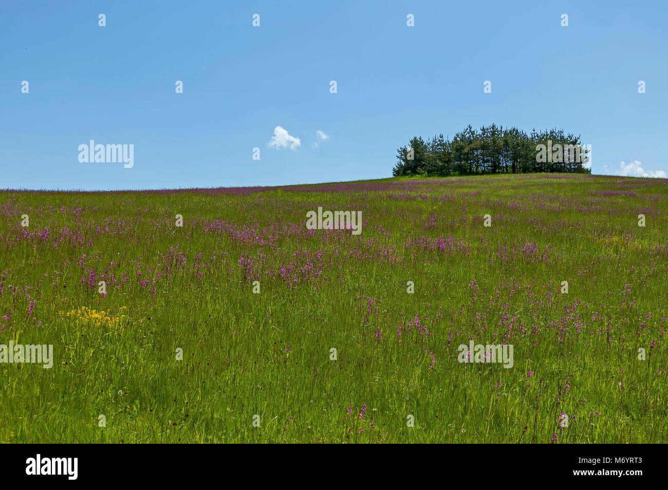 Majestic Nadelholz frühlingswald, frische Glade mit verschiedene Gräser und Blüten wildflower, Plana Berg, Bulgarien Stockfoto
