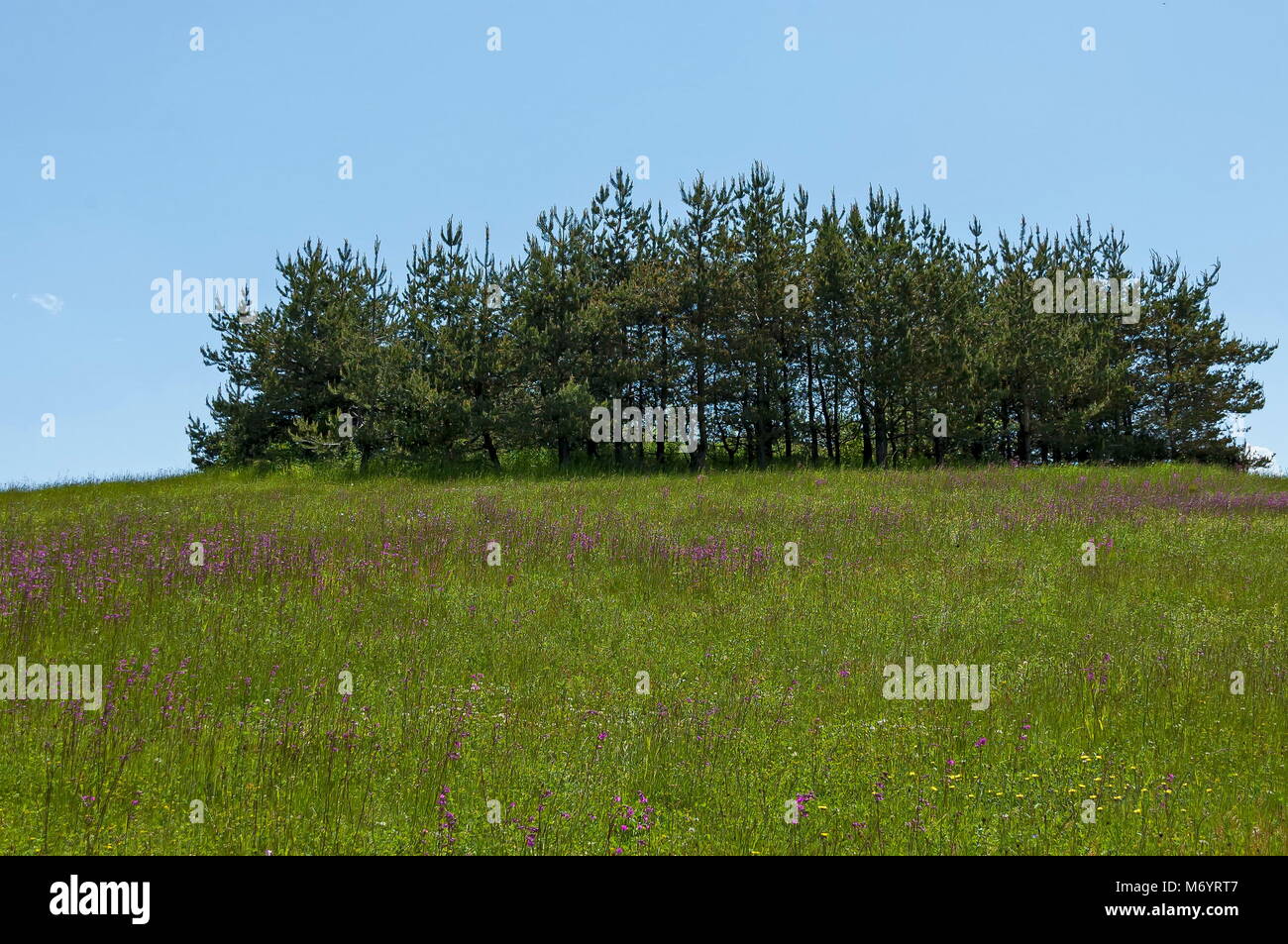 Majestic Nadelholz frühlingswald, frische Glade mit verschiedene Gräser und Blüten wildflower, Plana Berg, Bulgarien Stockfoto