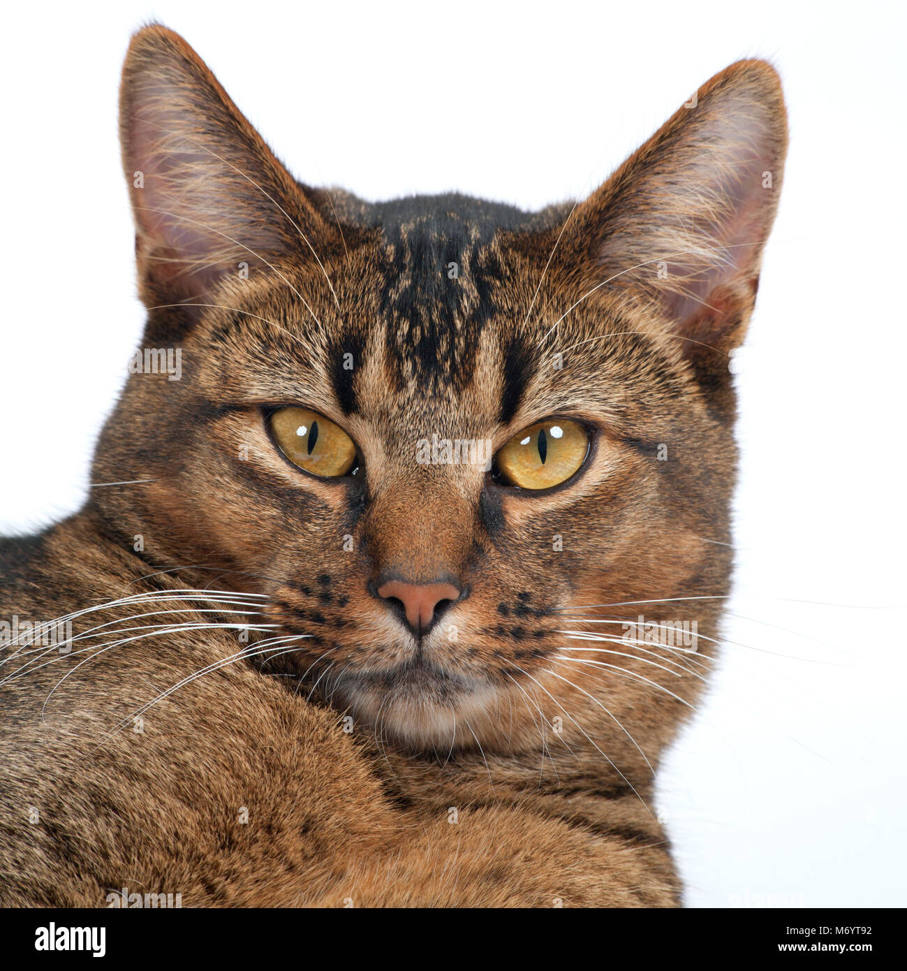 Atemberaubende, gelben Augen eines Teils Abessinier junge männliche Katze in die Kamera schaut Stockfoto