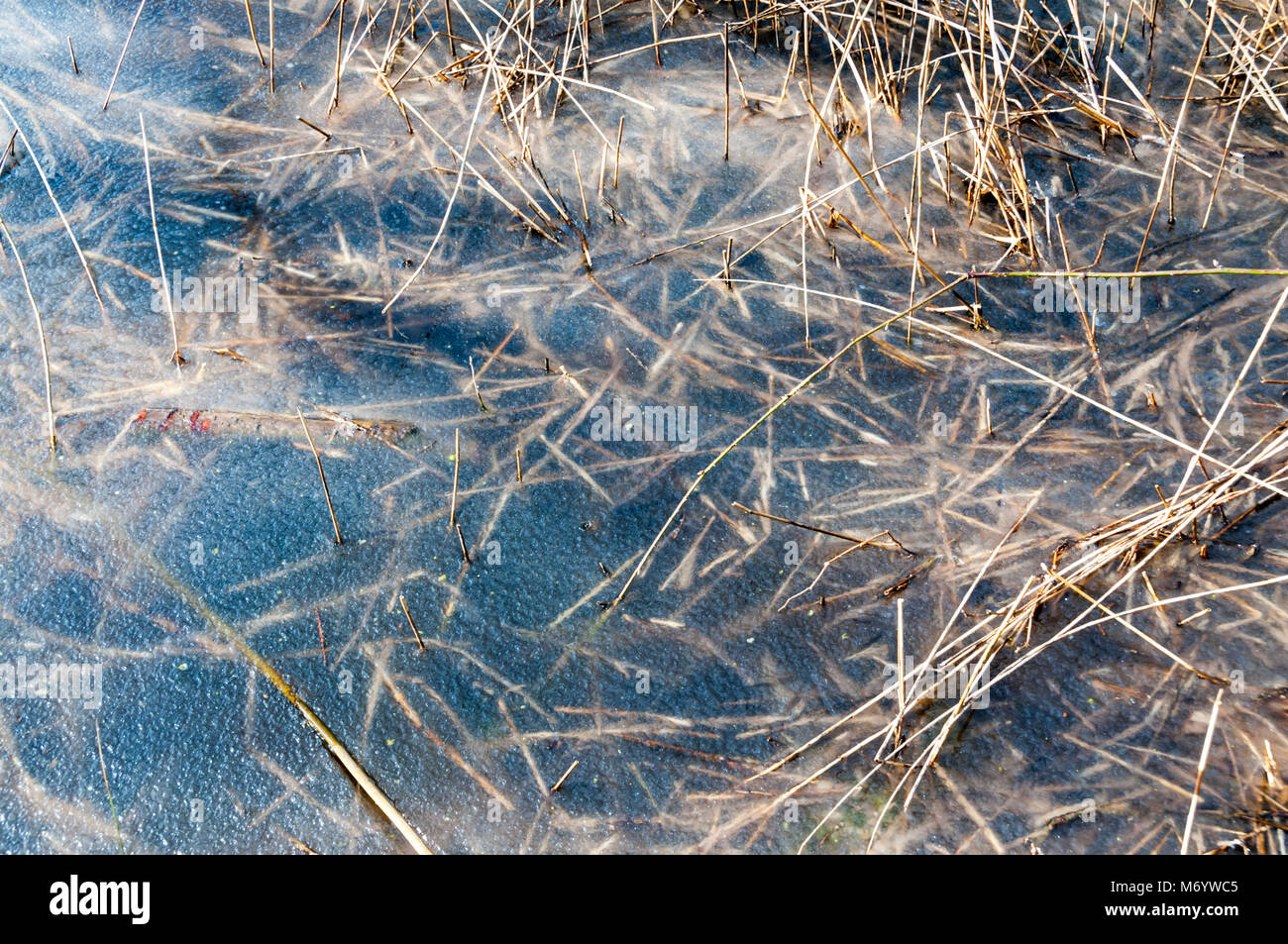 Schilf abgeflacht unter einer Schicht aus Eis auf einem zugefrorenen Teich auf Dungeness. Stockfoto