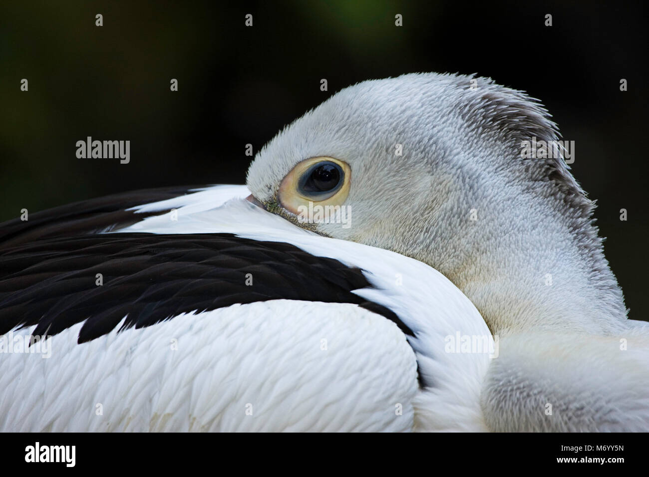Die weiße Pelikan, Pelecanus conspicillatus, ist in Australien, Irian Jaya, Indonesien, wo dieser individuellen fotografiert wurde gefunden. Stockfoto