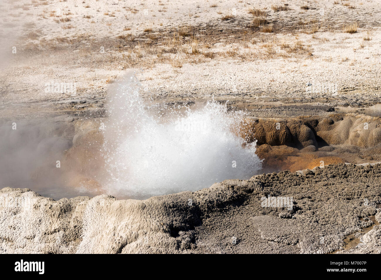Eine der vielen geothermalen Merkmale im Yellowstone National Park, diese Funktionen ausbrechen spuckende überhitztem Wasser und Dampf. Stockfoto