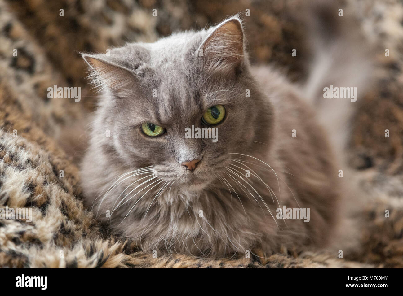Grau Silber langhaarigen Katze mit grünen Augen.. Stockfoto