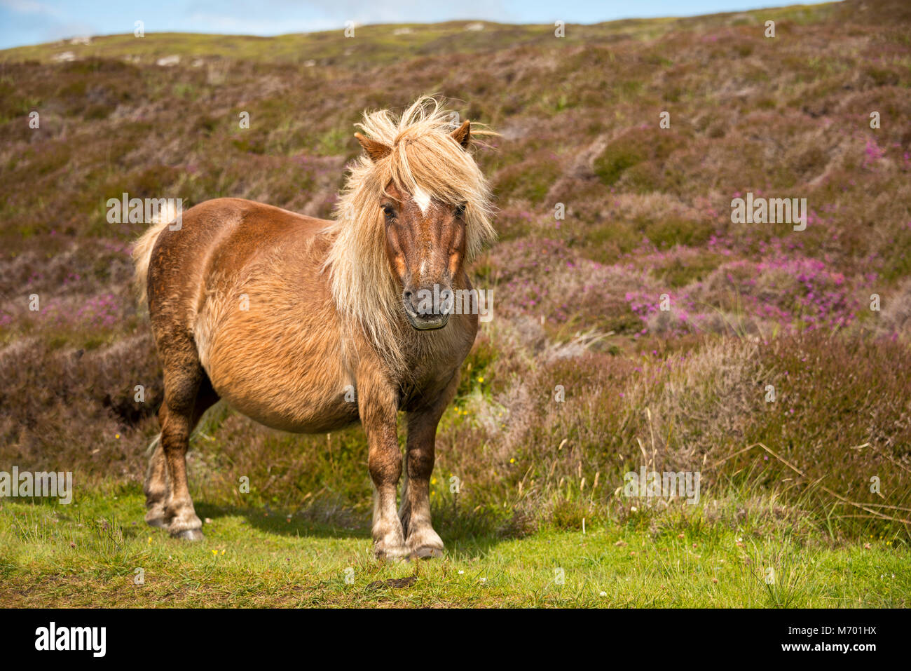 Shetland pony South Uist Äußere Hebriden Schottland Stockfoto