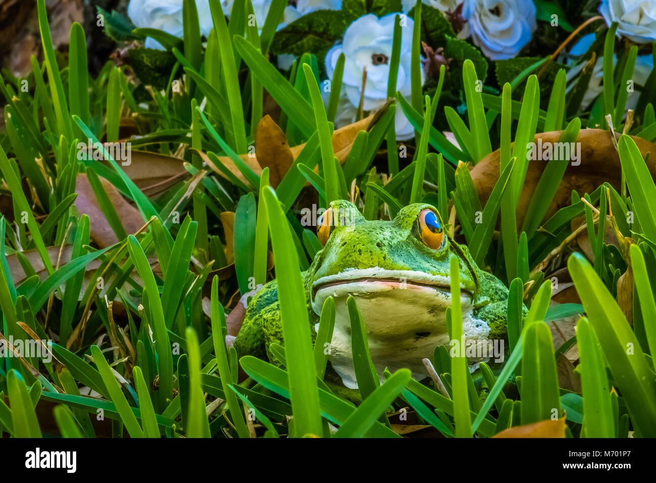 Ein Frosch versteckt im Gras vor der weissen Blüten. Stockfoto