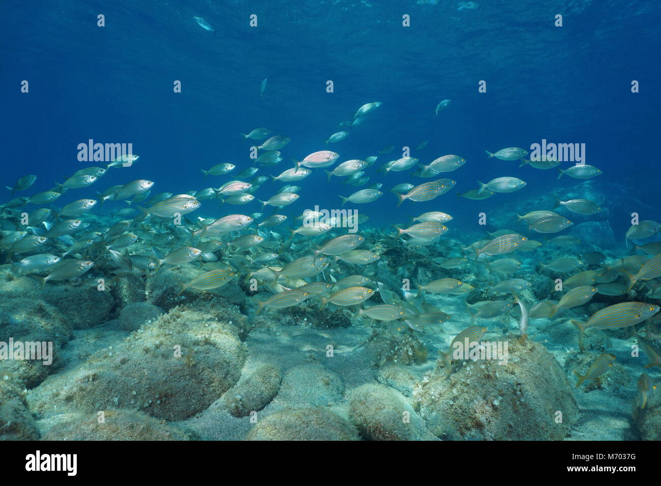 Schule der Fische unter Wasser in das Mittelmeer, salema Porgy, Sarpa salpa, Korsika, Frankreich Stockfoto