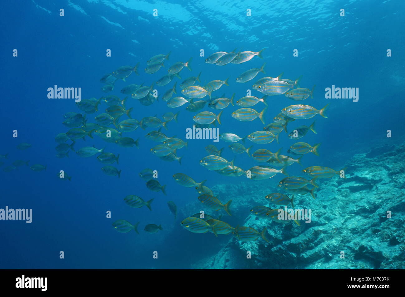 Schule der Fisch Dorade salema porgy Unterwasser im Mittelmeer, Vermeille-küste, Pyrénées-orientales, Roussillon, Frankreich Stockfoto