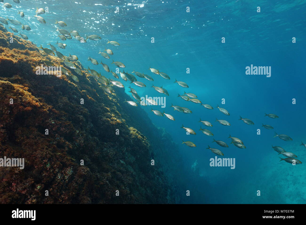 Schule der Fische unter Wasser im Mittelmeer, Dorade, dreamfish Sarpa salpa, Costa Brava, Llafranc, Katalonien, Spanien Stockfoto