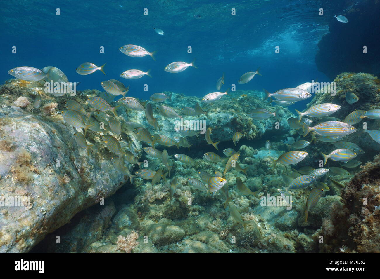 Schwarm von Fischen, Goldbrasse salema Porgy, Unterwasser im Meeres-reservat von Banyuls Cerbere, Mediterran, Pyrénées-orientales, Frankreich Stockfoto