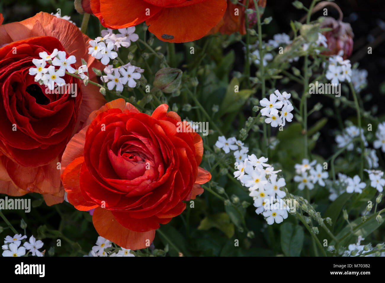 Rote Rose Stockfoto