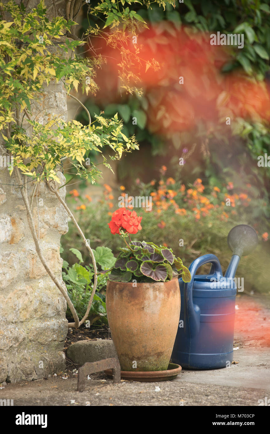 Töpfe in agarden, milborne Port, Somerset, England, Großbritannien Stockfoto