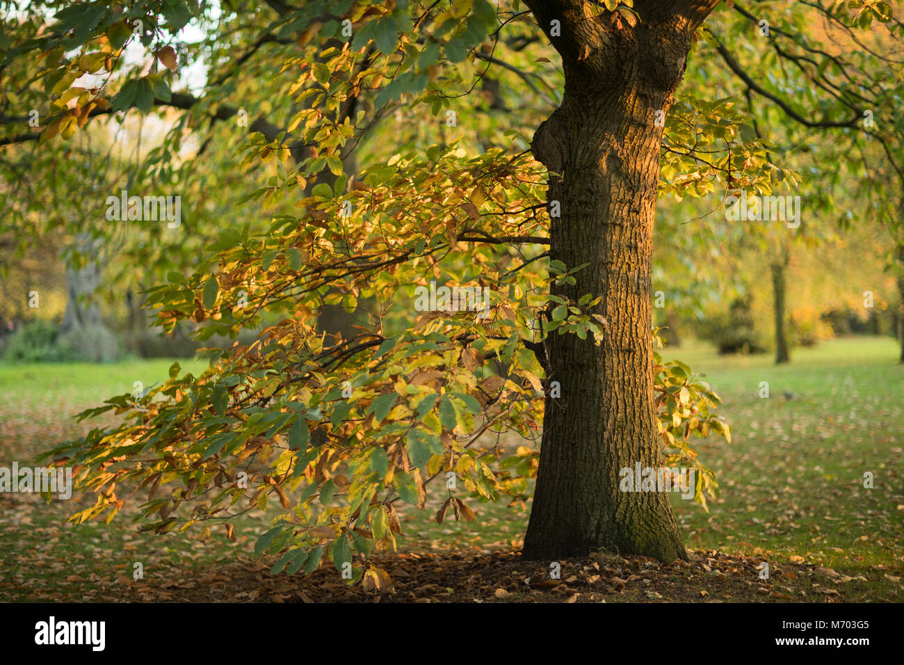 Ein Baum im Hyde Park im Herbst, London, England, Großbritannien Stockfoto