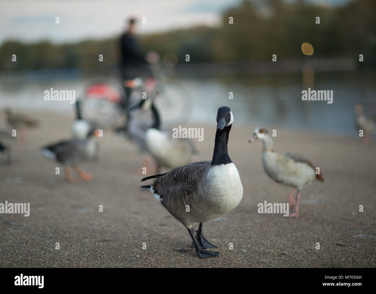 Rush Hour; White fronted Gänse in Hyde Park bei Dämmerung, London, England, Großbritannien Stockfoto