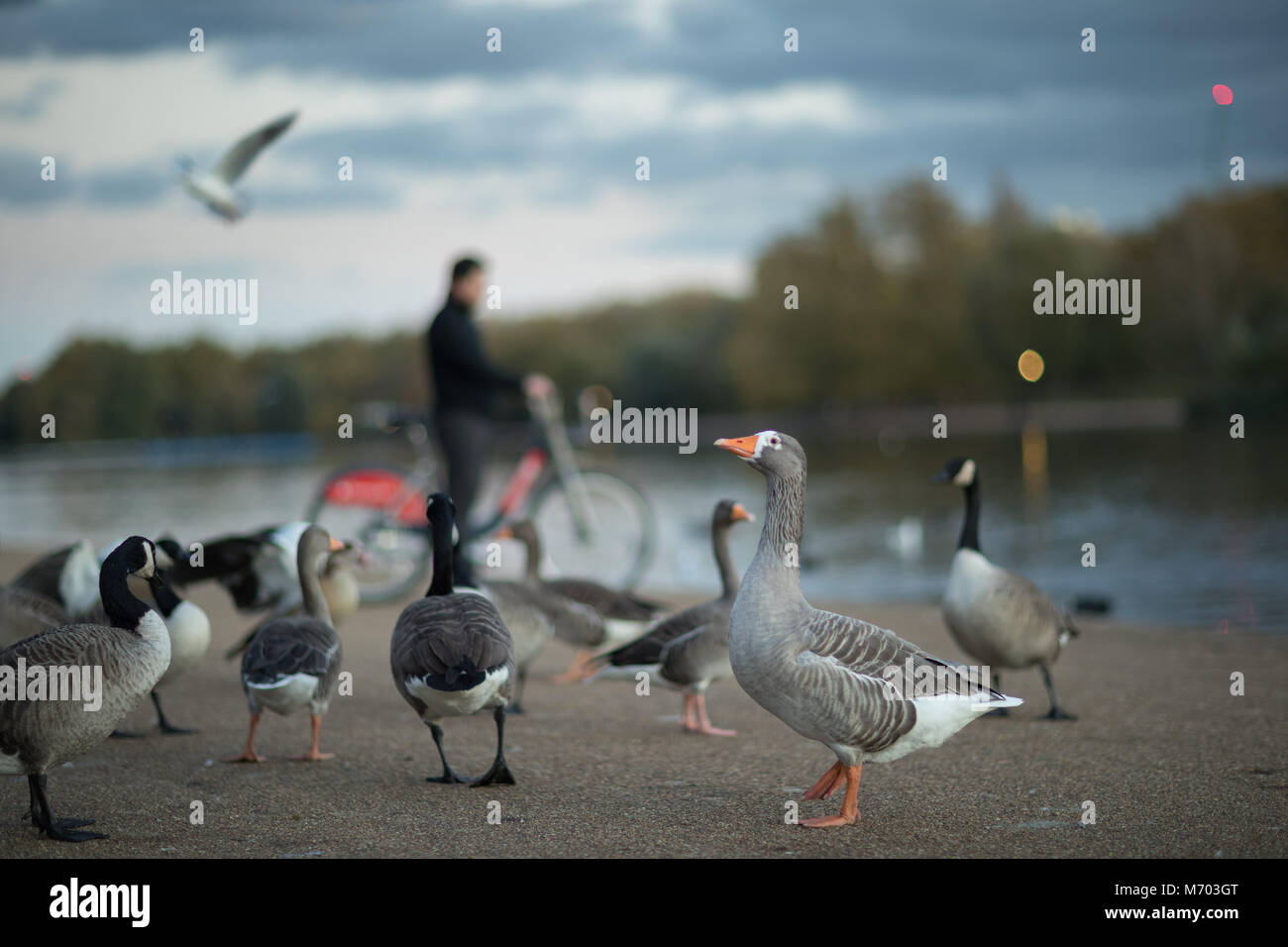 Rush Hour; White fronted Gänse in Hyde Park bei Dämmerung, London, England, Großbritannien Stockfoto