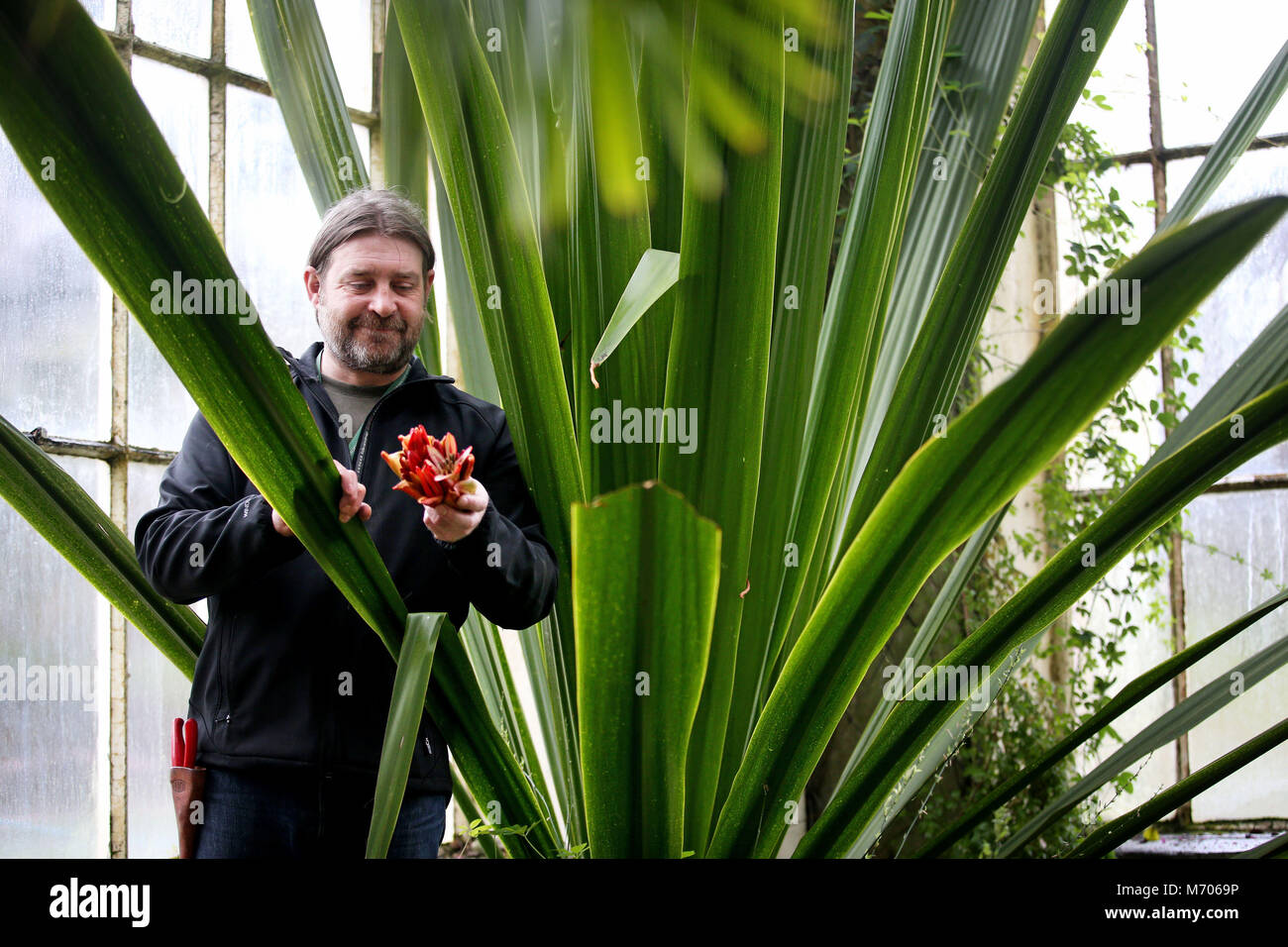 Gärtner Simon Allan prüft eine der Knospen aus der Doryanthes Palmeri, auch als die riesigen Speer lily bekannt, der in der Viktorianischen gemäßigt Palmenhaus im Royal Botanic Garden Edinburgh. Es ist das erste Mal, dass die Anlage in 60 Jahren geblüht hat. Stockfoto