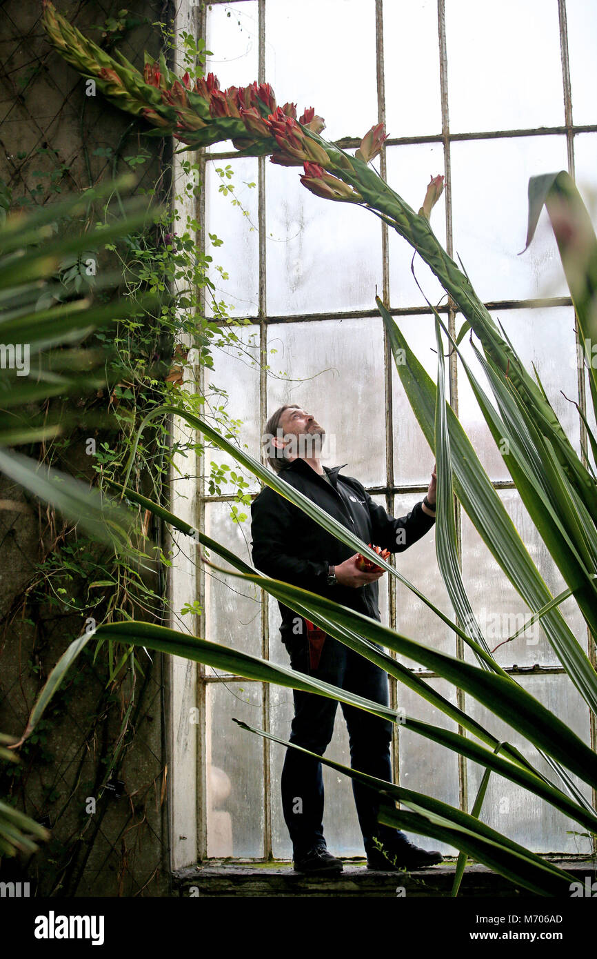 Gärtner Simon Allan prüft die 16 ft Blume spike Der doryanthes Palmeri, auch als die riesigen Speer lily bekannt, der in der Viktorianischen gemäßigt Palmenhaus im Royal Botanic Garden Edinburgh. Es ist das erste Mal, dass die Anlage in 60 Jahren geblüht hat. Stockfoto