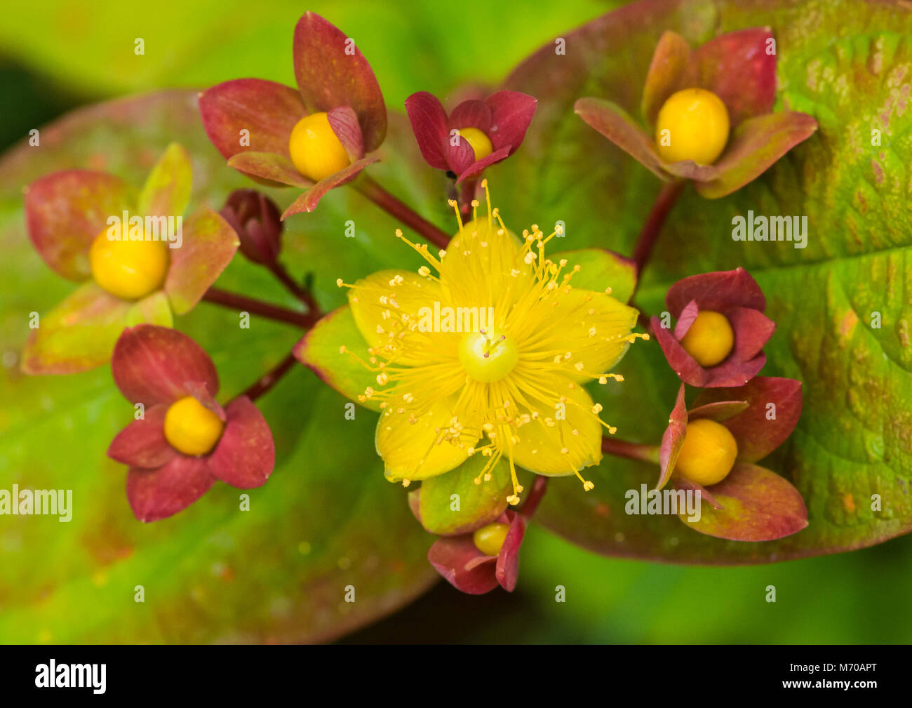 Eine Makroaufnahme der gelben Blüte eines tutsan Bush. Stockfoto