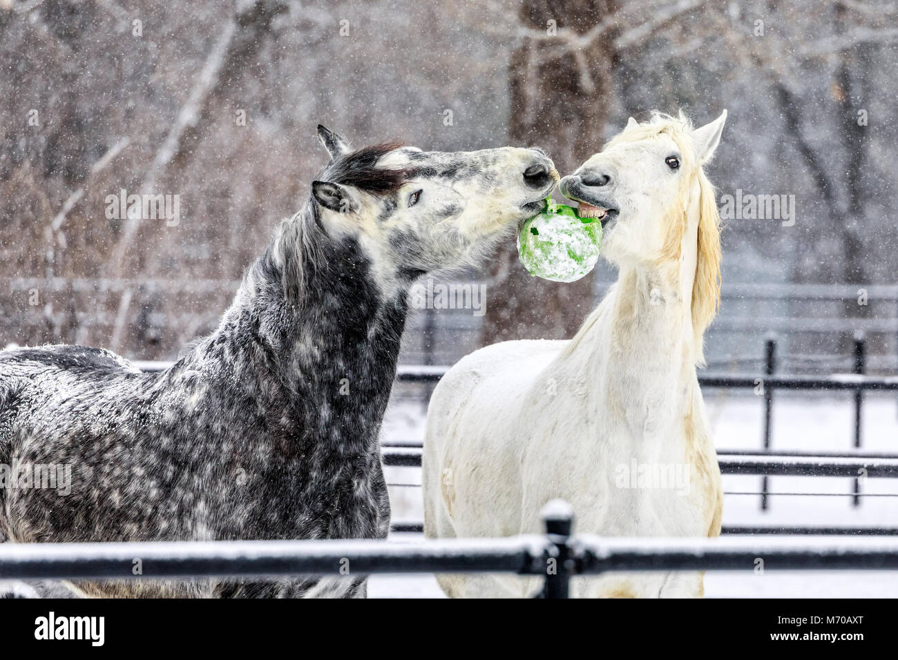 Verspielte Percheron Pferde an McFeeters Heavy Horse Center, Winnipeg, Manitoba, Kanada. Stockfoto