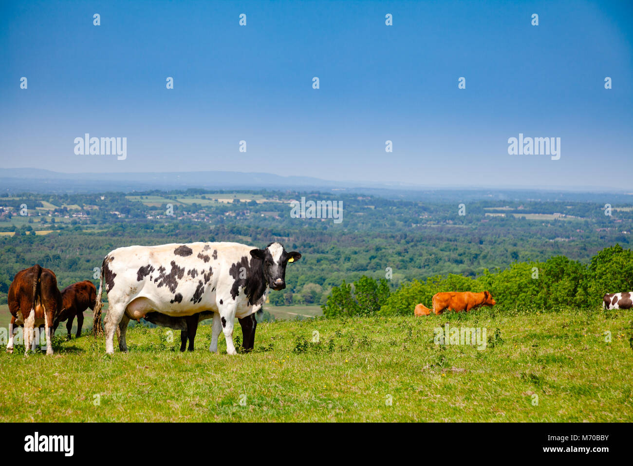 Holstein friesian cattle -Fotos und -Bildmaterial in hoher Auflösung ...