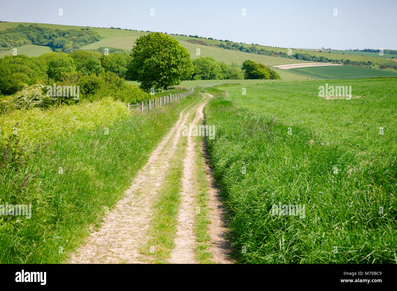 South Downs Way, eine lange Distanz Fußweg und Reitweg entlang der South Downs Hügeln in Sussex, Südengland, Großbritannien Stockfoto