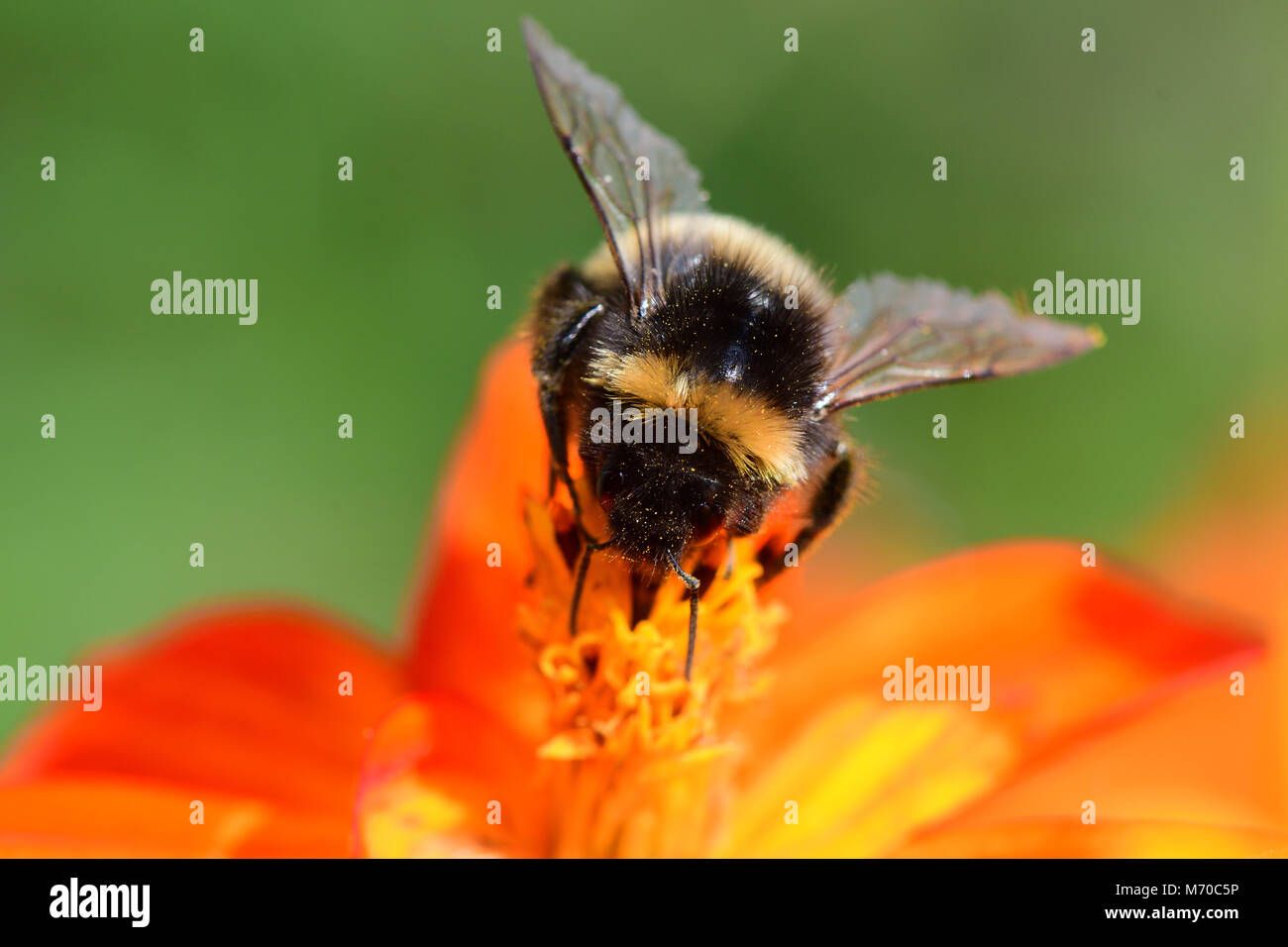 Makroaufnahme einer Hummel bestäubt eine orange coreopsis Blume Stockfoto