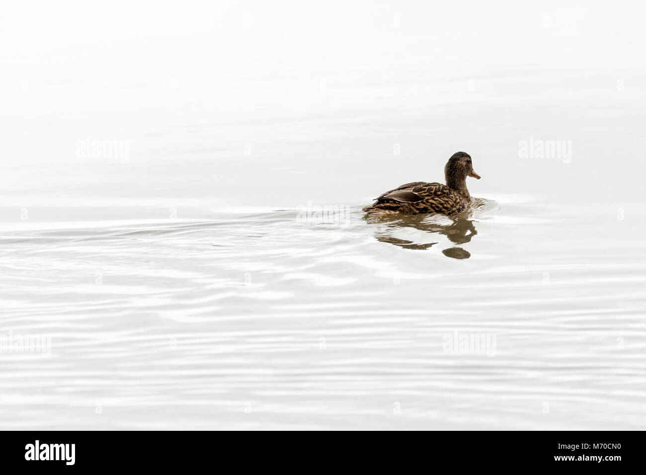Eine einsame weibliche Stockente Ente schwimmt Weg entlang einige noch Wasser eines Flusses. Stockfoto