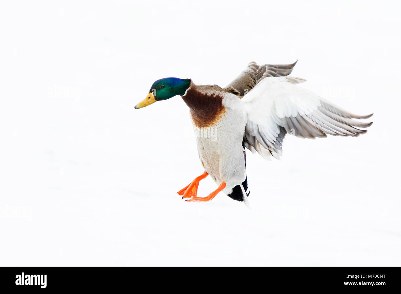 Stockente im Flug Stockfoto