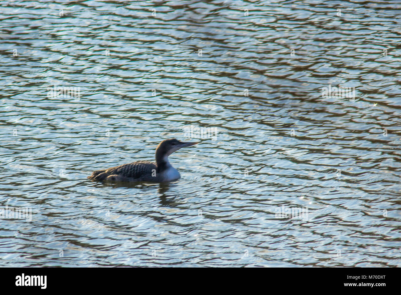 Ein eistaucher als Wintergast auf dem Bostalsee/Saarland Stockfoto