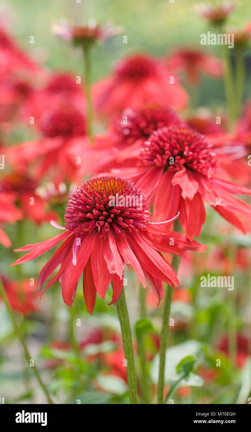 Echinacea 'exzentrischen' Blumen. Stockfoto
